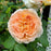 Rose, Bathsheba Climbing Rose