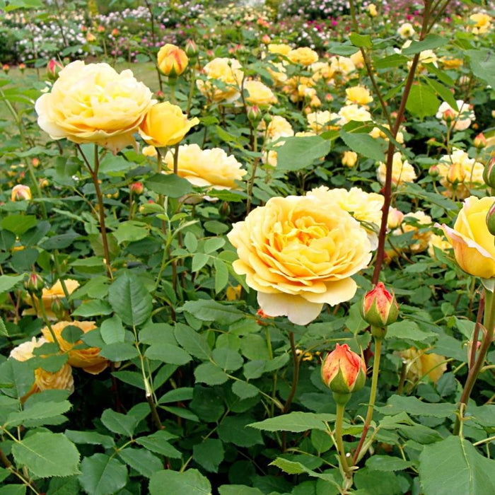 Rose, David Austin Golden Celebration English Rose, 3 gal.