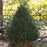 Holly, Patti O Box® Japanese Holly