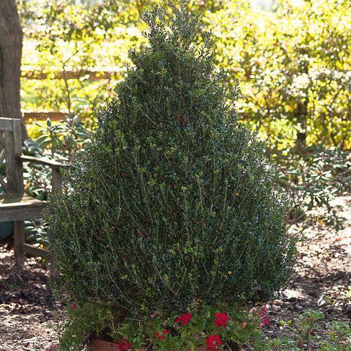 Holly, Patti O Box® Japanese Holly