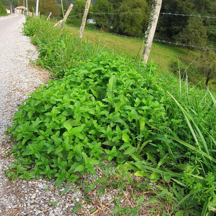 Spearmint