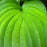 Hosta, Guacamole Hosta