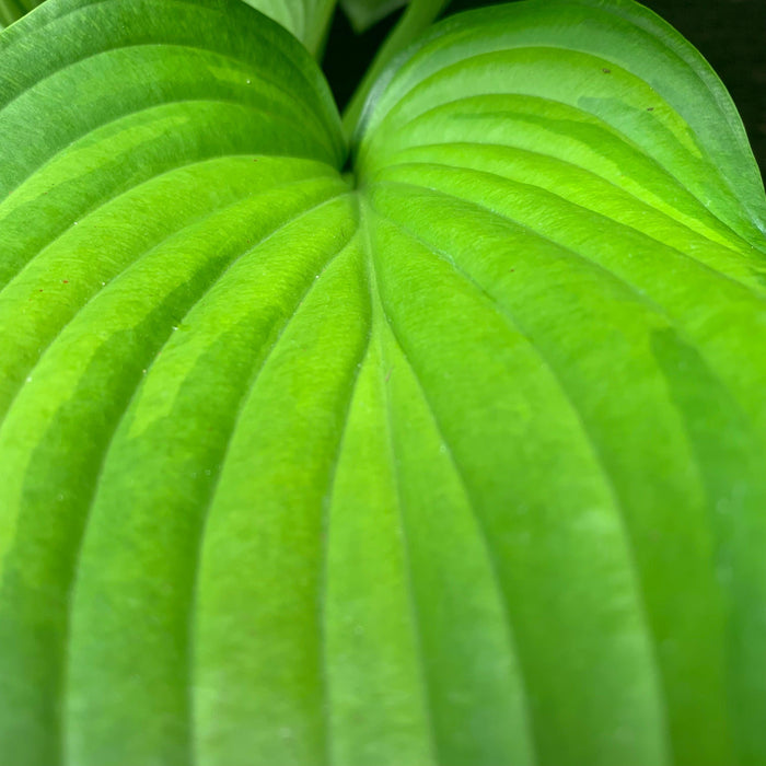 Hosta, Guacamole Hosta