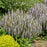 Salvia, Perfect Profusion Meadow Sage