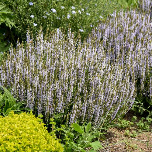 Salvia, Perfect Profusion Meadow Sage
