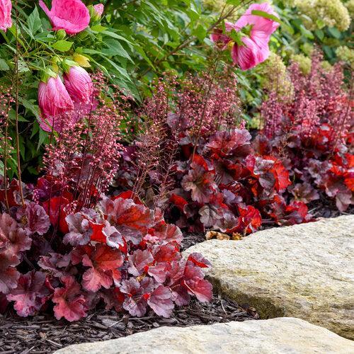 Coral Bells, Primo® Mahogany Monster Heuchera
