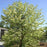 Viburnum, Blackhaw Viburnum