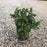 Juniperus conferta 'Blue Pacific'  - Blue Pacific Shore Juniper