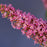 Butterfly Bush, First Editions® Trippy Pink® Butterfly Bush