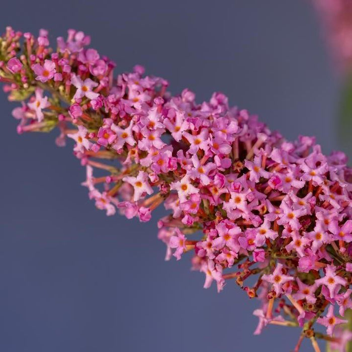 Butterfly Bush, First Editions® Trippy Pink® Butterfly Bush