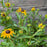Black Eyed Susan, Goldsturm Black-Eyed Susan
