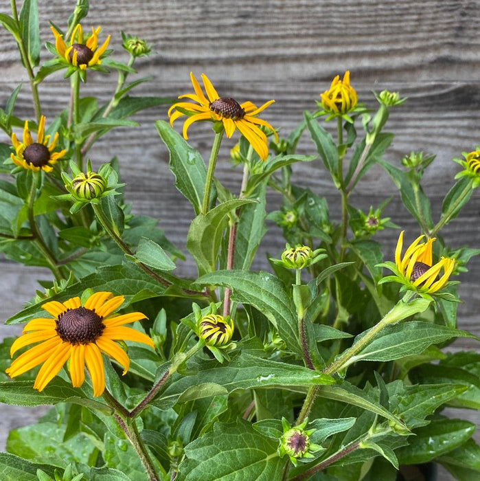 Black Eyed Susan, Goldsturm Black-Eyed Susan