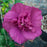 Hibiscus, Magenta Chiffon® Rose of Sharon