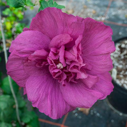 Hibiscus, Magenta Chiffon® Rose of Sharon