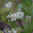 Sweetspire, Henry's Garnet Sweetspire