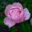 Rose, The Alnwick® Rose