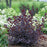 Smokebush, Winecraft Black® Smokebush