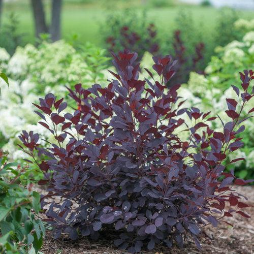 Smokebush, Winecraft Black® Smokebush