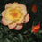 Rose, PW® Color Choice® OSO Easy Italian Ice® Rose