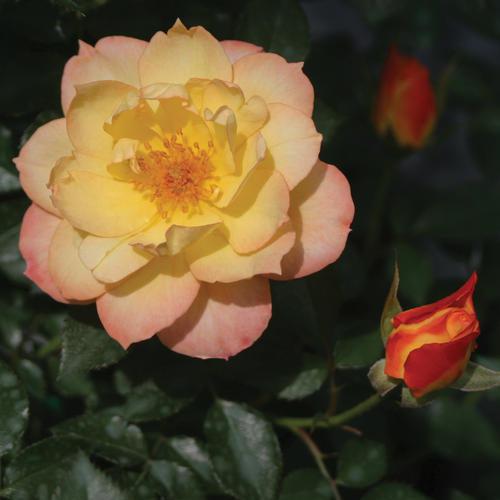 Rose, PW® Color Choice® OSO Easy Italian Ice® Rose
