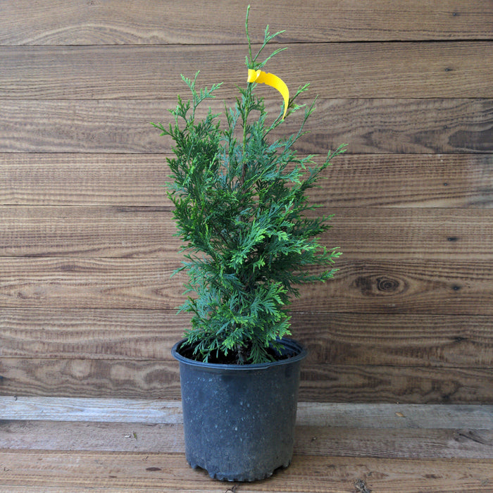Arborvitae, Green Giant Arborvitae