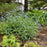 Bugloss, Queen of Hearts Heartleaf Brunnera