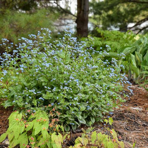 Bugloss, Queen of Hearts Heartleaf Brunnera