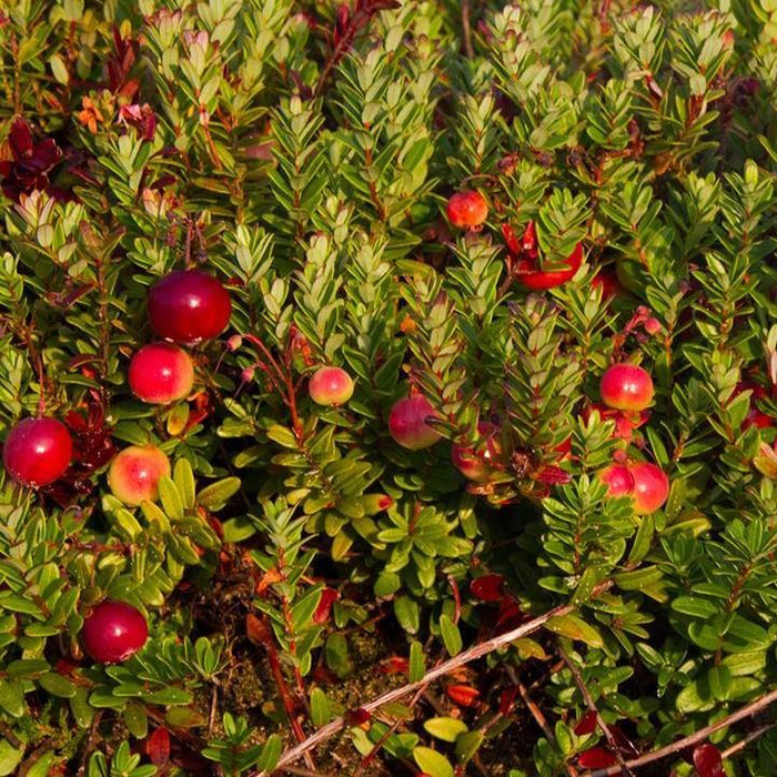 Cranberry, Pilgrim Cranberry