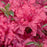 Azalea, Arctic Rose Azalea