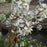 Serviceberry, Shadblow Serviceberry