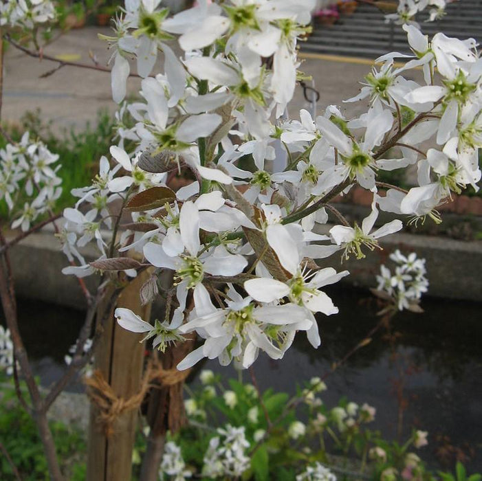 Serviceberry, Shadblow Serviceberry