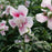 Hibiscus, PW® Starblast Chiffon® Rose of Sharon