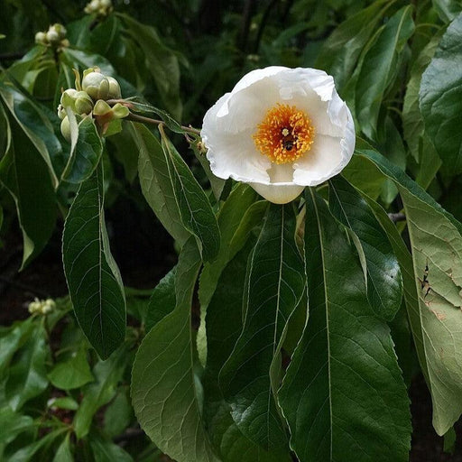 Franklin Tree (Franklinia alatamaha)