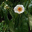 Franklin Tree (Franklinia alatamaha)