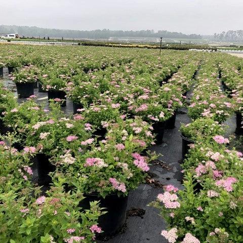 Spirea, Little Princess Spirea