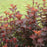 Ninebark, Ginger Wine™ Ninebark