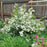 Deutzia, Dwarf Nikko Deutzia