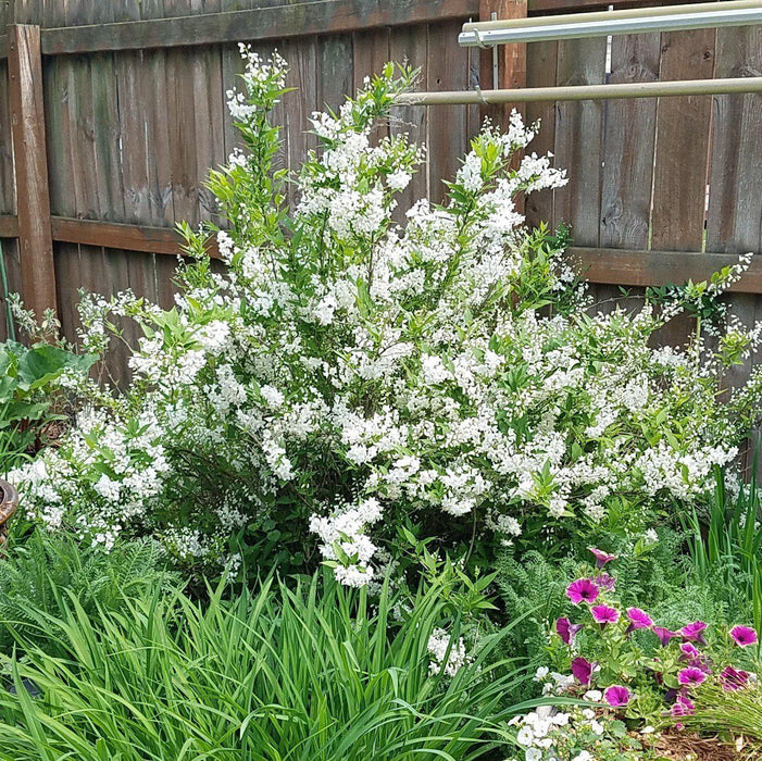 Deutzia, Dwarf Nikko Deutzia