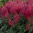 Astilbe, Montgomery Japanese Astilbe