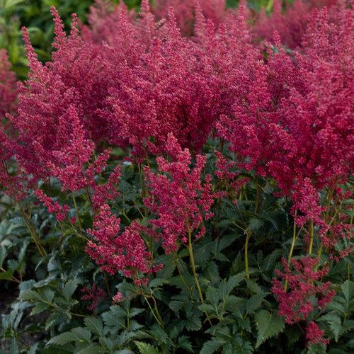 Astilbe, Montgomery Japanese Astilbe