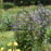 Clematis, Stand By Me Clematis