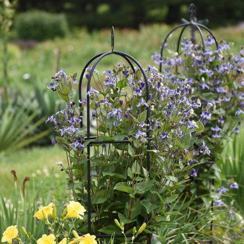 Clematis, Stand By Me Clematis