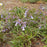 Beardtongue, Hairy Beardtongue