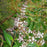 Verbena, Lemon Beebrush