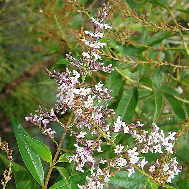 Verbena, Lemon Beebrush