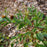 Beautyberry, Early Amethyst Beautyberry