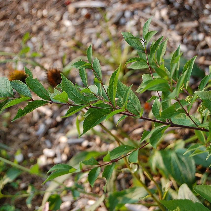 Beautyberry, Early Amethyst Beautyberry