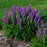 Veronica, PW® Magic Show® Purple Illusion Veronica