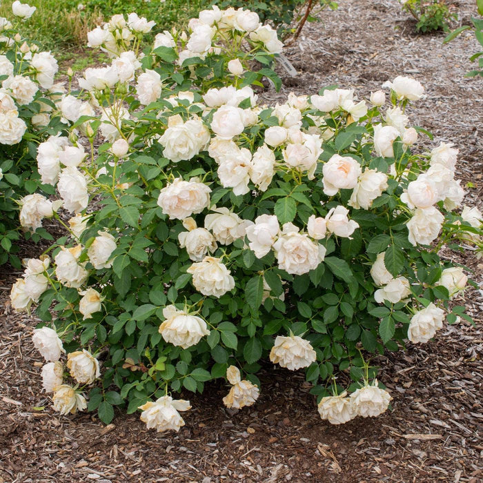 Rose, Icecap™ Rose