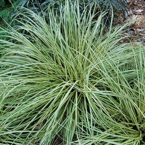 Sedge, Evergold Variegated Sedge